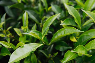 Yeşil çay ve taze yaprakları. Çay tarlaları