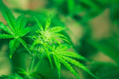 Kapalı ekimi büyüyen. Ot dikim. Yeşil arka plan. Esrar çiçekler. Esrar ve bitkiler kapatın. Tıbbi esrar ve marihuana yasallaştırma. Marihuana yaprağı.