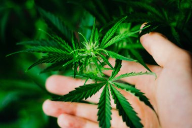 Tıbbi esrar ve marihuana yasallaştırma. Ot dikim. Üstten görünüm. Yeşil arka plan. Esrar bırakır. Esrar ve bitkiler kapatın. Kapalı ekimi büyüyen. Esrar çiçekler.
