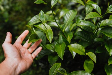 Yeşil çay bud ve taze el bırakır. Çay tarlaları. yeşil arka kapatmak