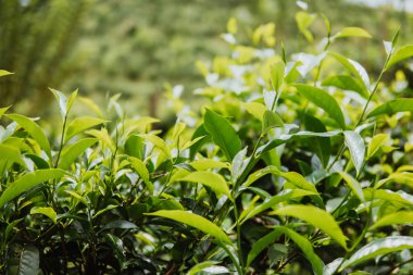 Yeşil çay bud ve taze yaprakları. Çay tarlaları. yeşil arka kapatmak