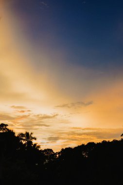 Palmiye ağaçları siluet gün batımında, Tenerife, İspanya