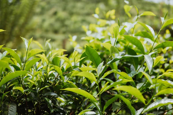 Yeşil çay bud ve taze yaprakları. Çay tarlaları. yeşil arka kapatmak