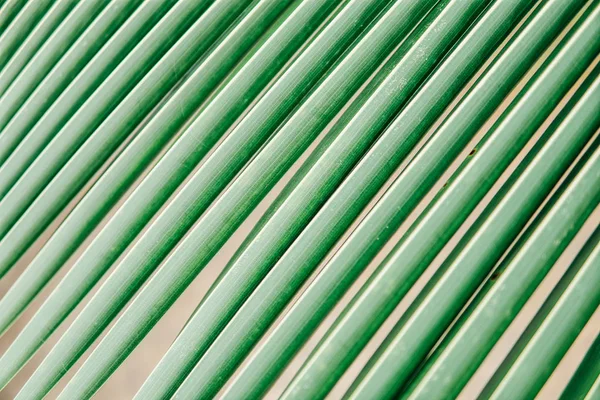 Tekstury i wzór liści palmowych. palmy kokosowe arkusz strzał makro — Zdjęcie stockowe