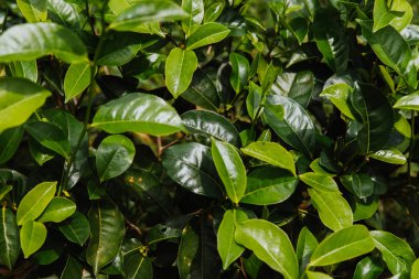 Çay bitkisinin yakından arka planı yeşil yaprakları