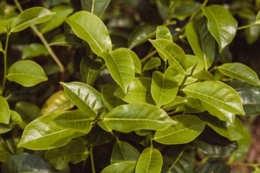 Yeşil çay çay plantasyon içinde sabaha kadar yeşil arka plan yakın bırakır