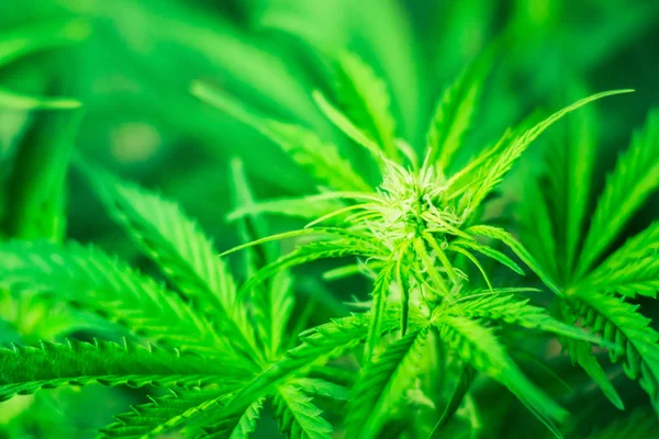 Ot dikim. Yeşil arka plan. Esrar çiçekler. Esrar bırakır. Kapalı ekimi büyüyen. Tıbbi esrar ve marihuana yasallaştırma. esrar ve tesisleri kapatmak.