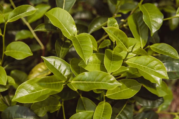 Yeşil çay çay plantasyon içinde sabaha kadar yeşil arka plan yakın bırakır