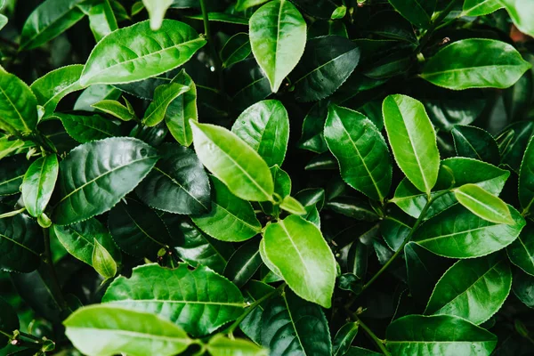 Closeup görünümü güzel genç üst taze parlak yeşil çay çay plantasyon günbatımı ışınlarının içinde bırakır. yeşil arka kapatmak