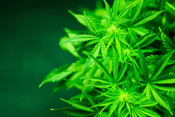 Tıbbi esrar ve marihuana yasallaştırma. Esrar bırakır. Esrar ve bitkiler kapatın. Yeşil arka plan. Esrar çiçekler. Kapalı ekimi büyüyen. Ot dikim. Üstten görünüm.