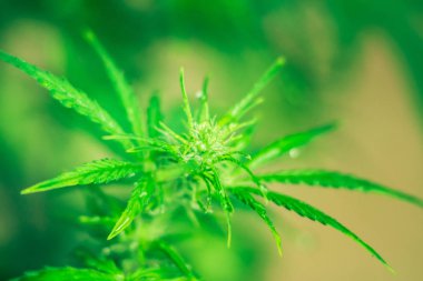 Esrar çiçekler. Esrar ve bitkiler kapatın. Tıbbi esrar ve marihuana yasallaştırma. Esrar bırakır. Kapalı ekimi büyüyen. Ot dikim. Yeşil arka plan.