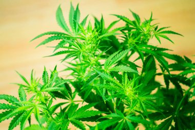 Esrar ve bitkiler kapatın. Kapalı ekimi büyüyen. Tıbbi esrar ve marihuana yasallaştırma. Ot dikim. Üstten görünüm. Yeşil arka plan. Esrar çiçekler. Marihuana yaprağı.