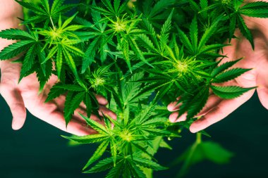Tıbbi esrar ve marihuana yasallaştırma. Esrar bırakır. Ot dikim. Kapalı ekimi büyüyen. Esrar ve bitkiler kapatın. Üstten görünüm. Esrar çiçekler. Yeşil arka plan.
