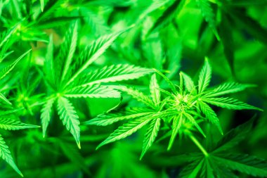 Üstten görünüm. Kapalı ekimi büyüyen. Esrar çiçekler. Tıbbi esrar ve marihuana yasallaştırma. Ot dikim. Yeşil arka plan. Esrar bırakır. Esrar ve tesisleri kapatmak.