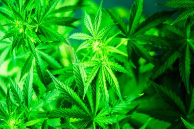 Esrar ve bitkiler kapatın. Kapalı ekimi büyüyen. Esrar çiçekler. Tıbbi esrar ve marihuana yasallaştırma. Ot dikim. Üstten görünüm. Yeşil arka plan. Marihuana yaprağı.