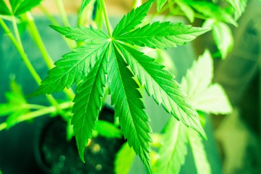 Esrar ve bitkiler kapatın. Kapalı ekimi büyüyen. Esrar çiçekler. Tıbbi esrar ve marihuana yasallaştırma. Ot dikim. Yeşil arka plan. Marihuana yaprağı.