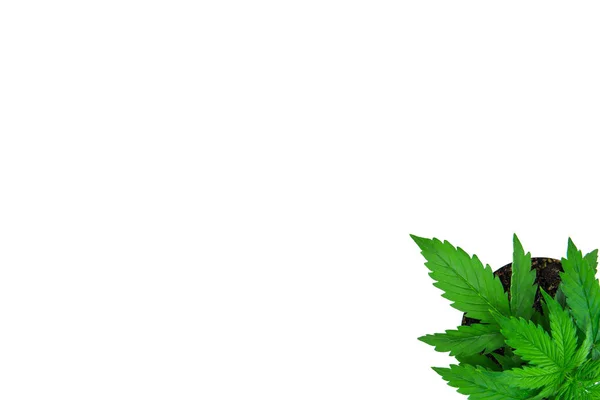 屋内栽培。植物の期間。成長大麻植物。美しい背景。マリファナを葉します。平面図です。白い背景に大麻を分離します。コピー スペース . — ストック写真