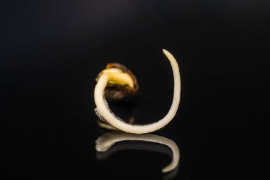Germinated esrar tohumu. Kök siyah bir arka plan Sprouting kenevir tohumu. yakın çekim makro. Kenevir tohumu satışı. Vurgulama kenevir. Makro fotoğraf ekimi tohumları. Kenevir tohumu ekili .