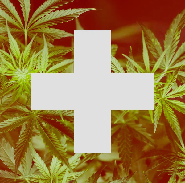 Legalización del cannabis en Suiza. Uso médico del cannabis en Suiza. La despenalización de la marihuana en Suiza . — Foto de Stock