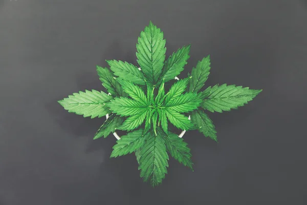 Vegetation period. Marijuana leaves. Cannabis on a dark background. Beautiful background. Indoor cultivation. Cannabis Plant Growing. Top view. — Stock Photo, Image