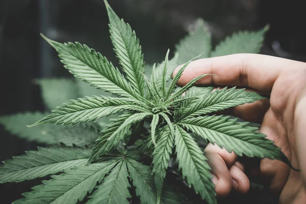 Norrskensspänning. Marijuana blomma inomhus växer. Hem Odla lagligt Fritidshampa. Marijuana växer. Plantering av cannabis. — Stockfoto