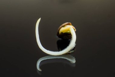 Kenevir tohumu ekili. Germinated esrar tohumu. Kök siyah bir arka plan Sprouting kenevir tohumu. yakın çekim makro. Kenevir tohumu satışı. Vurgulama kenevir. Makro fotoğraf ekimi tohumları.