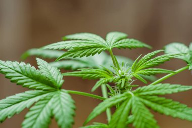 Ot dikim. Yeşil arka plan. Esrar ve bitkiler kapatın. Tıbbi esrar ve marihuana yasallaştırma. Esrar çiçekler.