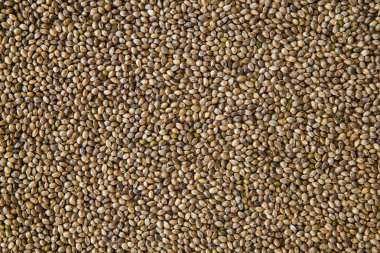 Organik kenevir tohumu. Kenevir tohumu arka planda makro. Üstten görünüm. Birçok kenevir tohumu. Makro ayrıntı esrar tohumu.