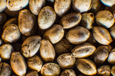 Makro ayrıntı esrar tohumu. Üstten görünüm. Kenevir tohumu arka planda makro. Birçok kenevir tohumu. Organik kenevir tohumu.