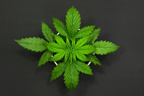 Periodo vegetativo. La marijuana parte. Cannabis su sfondo scuro. Bello sfondo. Vista dall'alto. Coltivazione indoor. Coltivazione di Cannabis . — Foto Stock