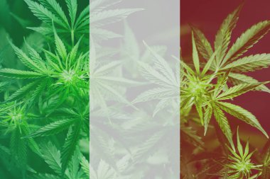 Esrar yasallaştırma yordamı içinde İtalya. İtalya marihuana decriminalization. Tıbbi esrar İtalya kullanımı .