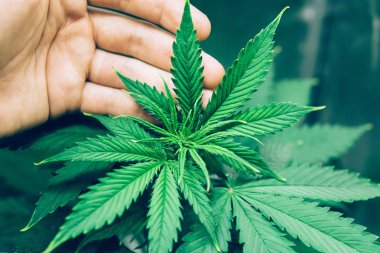 Esrar dikim. Ev Grow yasal eğlence kenevir. Kapalı büyüyen esrar çiçek. Kuzey ışık zorlanma. Esrar iş. Esrar büyümek işlemi.