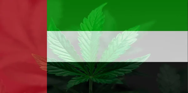 Cannabis legalisering förfarande i Förenade Arabemiraten. Avkriminalisering av marijuana i Förenade Arabemiraten. Medicinsk användning av Cannabis i Förenade Arabemiraten. — Stockfoto