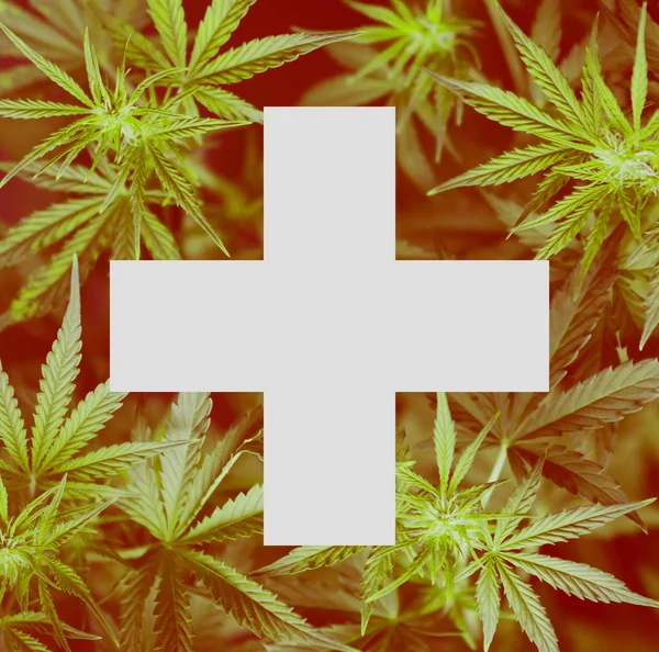 Uso médico del cannabis en Suiza. La despenalización de la marihuana en Suiza. Procedimiento de legalización del cannabis en Suiza . — Foto de Stock