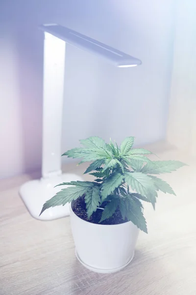Indoor cultivation concept of growing under artificial light. Vertical insta story. Marijuana leaves.
