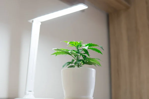 Marijuana leaves. Indoor cultivation concept of growing under artificial light. Cannabis Plant Growing. Close up. Vegetation period. Growing marijuana at home.