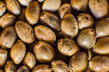 Birçok kenevir tohumu. Kenevir tohumu arka planda makro. Makro ayrıntı esrar tohumu. Organik kenevir tohumu. Üstten görünüm.