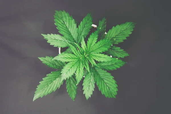 Coltivazione di Cannabis. Bello sfondo. La marijuana parte. Vista dall'alto. Cannabis su uno sfondo nero isolato. Coltivazione indoor. Periodo vegetativo . — Foto Stock