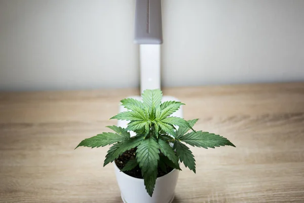 Indoor cultivation concept of growing under led light. Vegetation of Cannabis Growing. Cannabis Plant Growing. Close up. Marijuana leaves. Growing marijuana at home Indoor.
