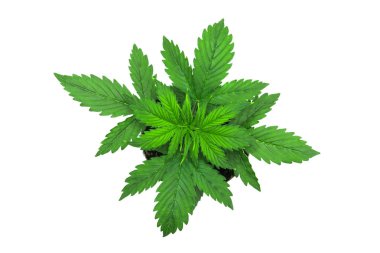 Esrar bırakır. Beyaz bir arka plan üzerinde esrar. Güzel arka plan. Üstten görünüm. Kapalı ekimi. Büyüyen esrar bitki. bitki örtüsü dönemi.