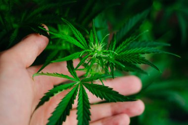 Ot dikim. Üstten görünüm. Yeşil arka plan. Esrar bırakır. Esrar ve bitkiler kapatın. Kapalı ekimi büyüyen. Esrar çiçekler. Tıbbi esrar ve marihuana yasallaştırma.