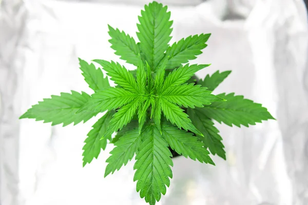 Vegetation av Cannabis växande. Cannabisplantan växer. Marijuana i växa box tält. Närbild. Odling växer led under-ljus. — Stockfoto