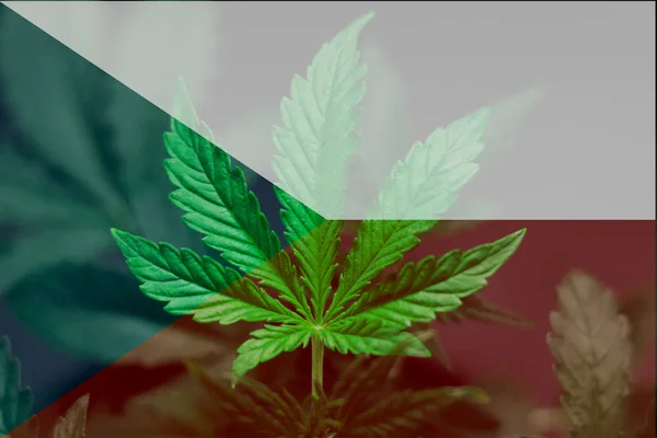 Medicinsk användning av Cannabis i Tjeckien. Avkriminalisering av marijuana i Tjeckien. Cannabis legalisering Tjeckien. — Stockfoto