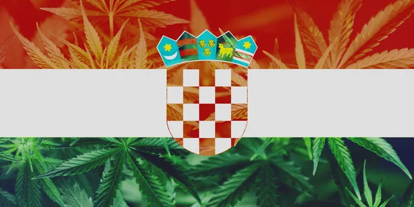 Avkriminalisering av marijuana i Kroatien. Medicinsk användning av Cannabis i Kroatien . — Stockfoto