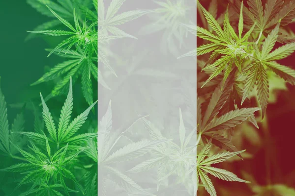 Avkriminalisering av marijuana i Italien. Medicinsk användning av Cannabis i Italien. Cannabis legalisering förfarande i Italien. — Stockfoto