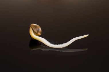 Siyah bir arka plan üzerinde kök. ekili. yakın çekim makro. Kenevir tohumu satışı. Vurgulama kenevir. Makro fotoğraf ekimi tohumları. Kenevir tohumu filizlenme. Esrar Tohumları Germinated kenevir tohumu.