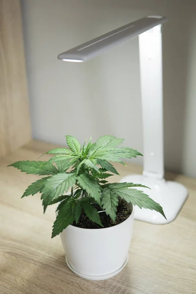 Close up. Indoor cultivation concept of growing under artificial light. Vertical insta story. Marijuana leaves.