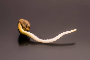 yakın çekim makro. Kenevir tohumu satışı. Vurgulama kenevir. Makro fotoğraf ekimi tohumları. Kenevir tohumu filizlenme. Kenevir tohumu. Germinated esrar tohumu. Siyah bir arka plan üzerinde kök. ekili.