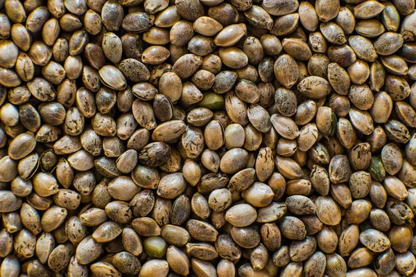 Biologische hennepzaad. Hennep zaden achtergrond in de macro. Bovenaanzicht. Veel wietzaden. Macro detail van marihuana zaden. — Stockfoto