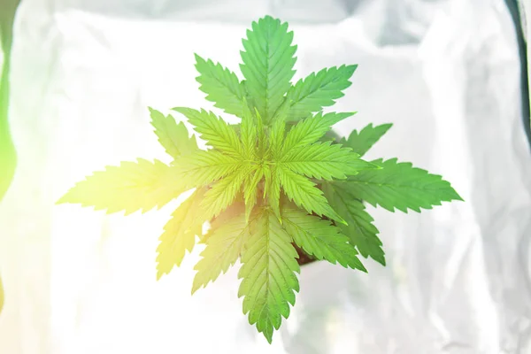 Vegetation of Cannabis Growing. Cannabis Plant Growing. Marijuana in grow box tent. Top view. Cultivation growing under led light. Growing marijuana at  Indoor.